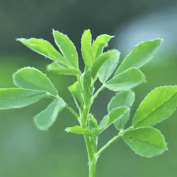 Alfalfa leaf herbal ingredient photo showing dried green nutrient-rich leaves used for mineral supplementation