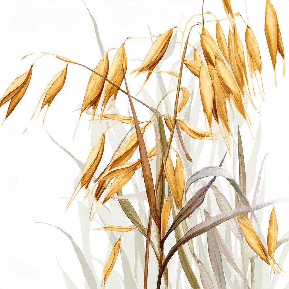 Watercolor botanical illustration of oatstraw herb showing golden oat seed heads on tall stems with green and tan leaves against white background