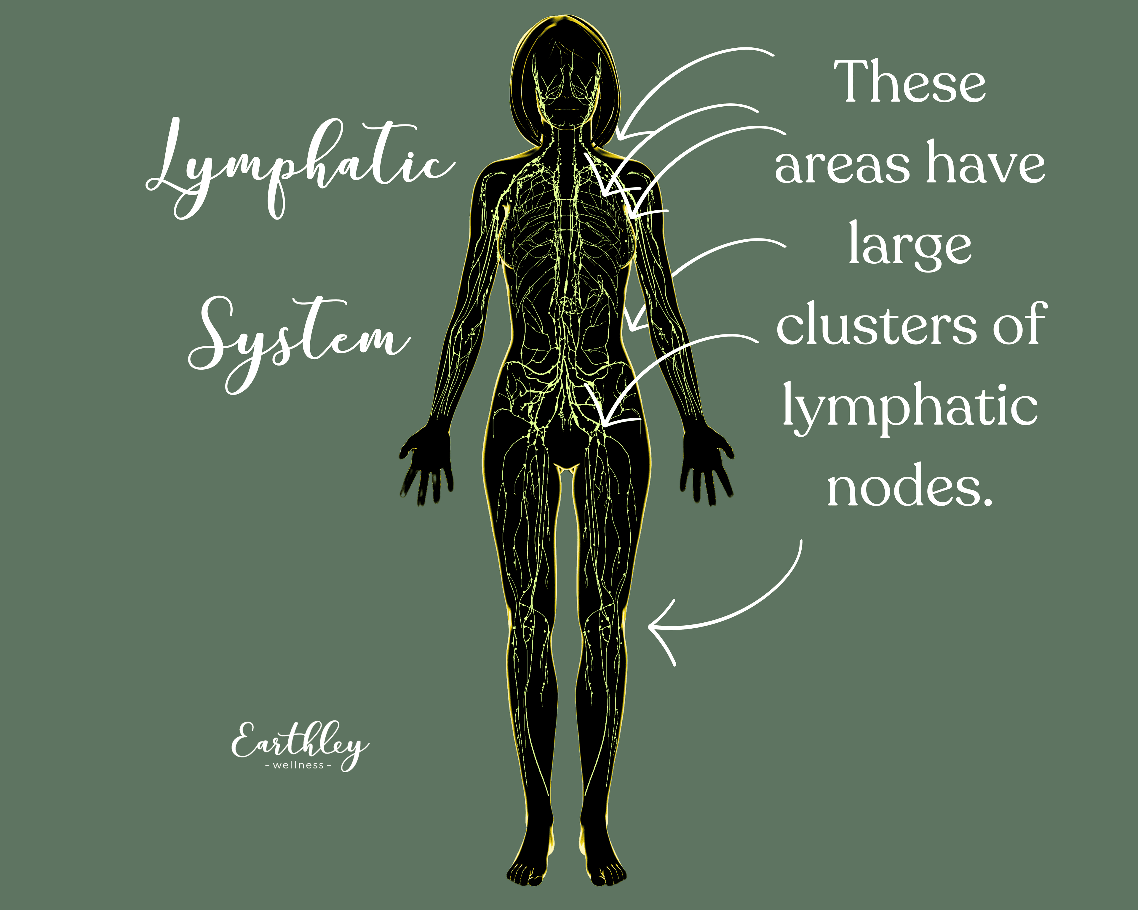 Lymphatic Systewm.png
