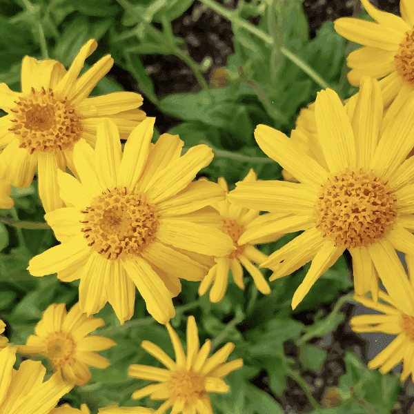 Arnica flower herbal ingredient photo showing bright yellow dried flowers used for bruise and muscle pain relief